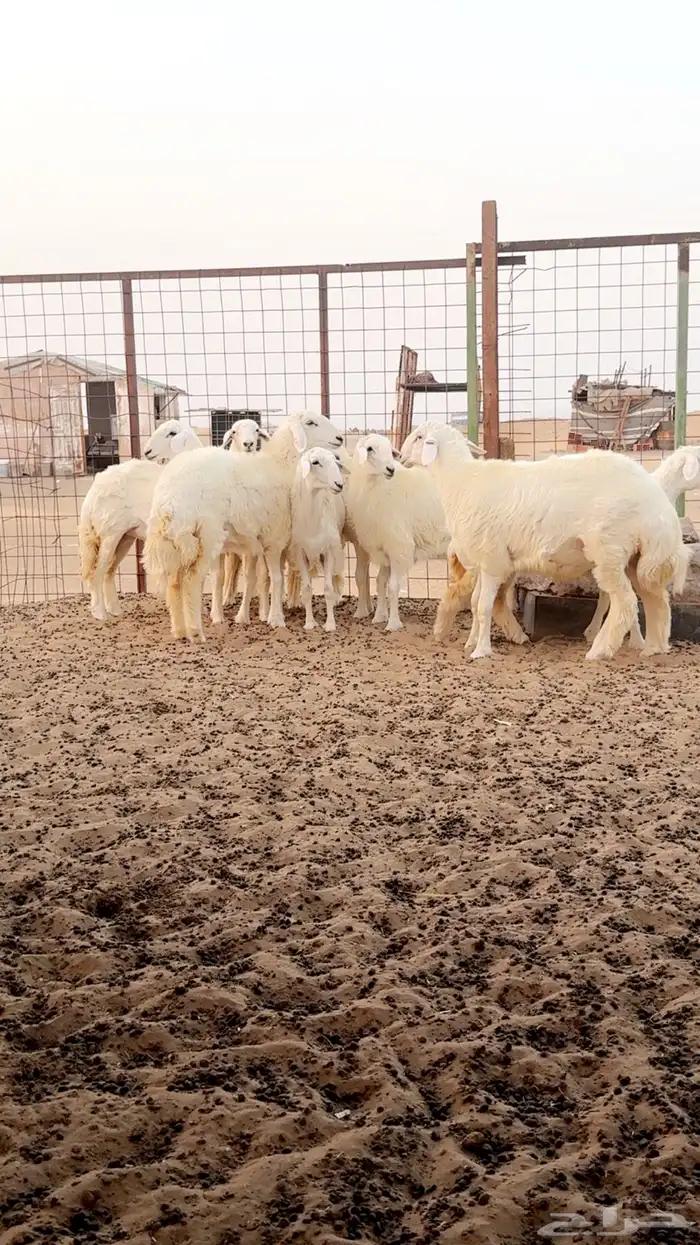 رخال حريه صنف فرش فحل - العرض الاول 1