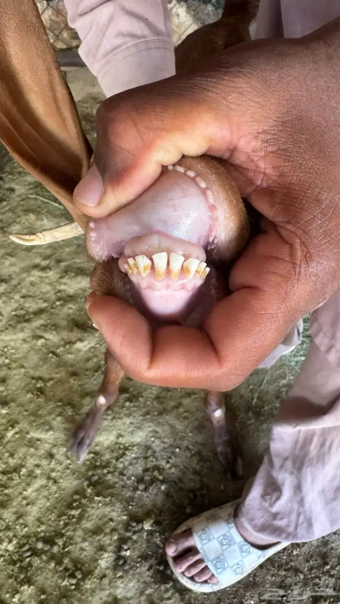 للبيع عنز عليها تيس 5