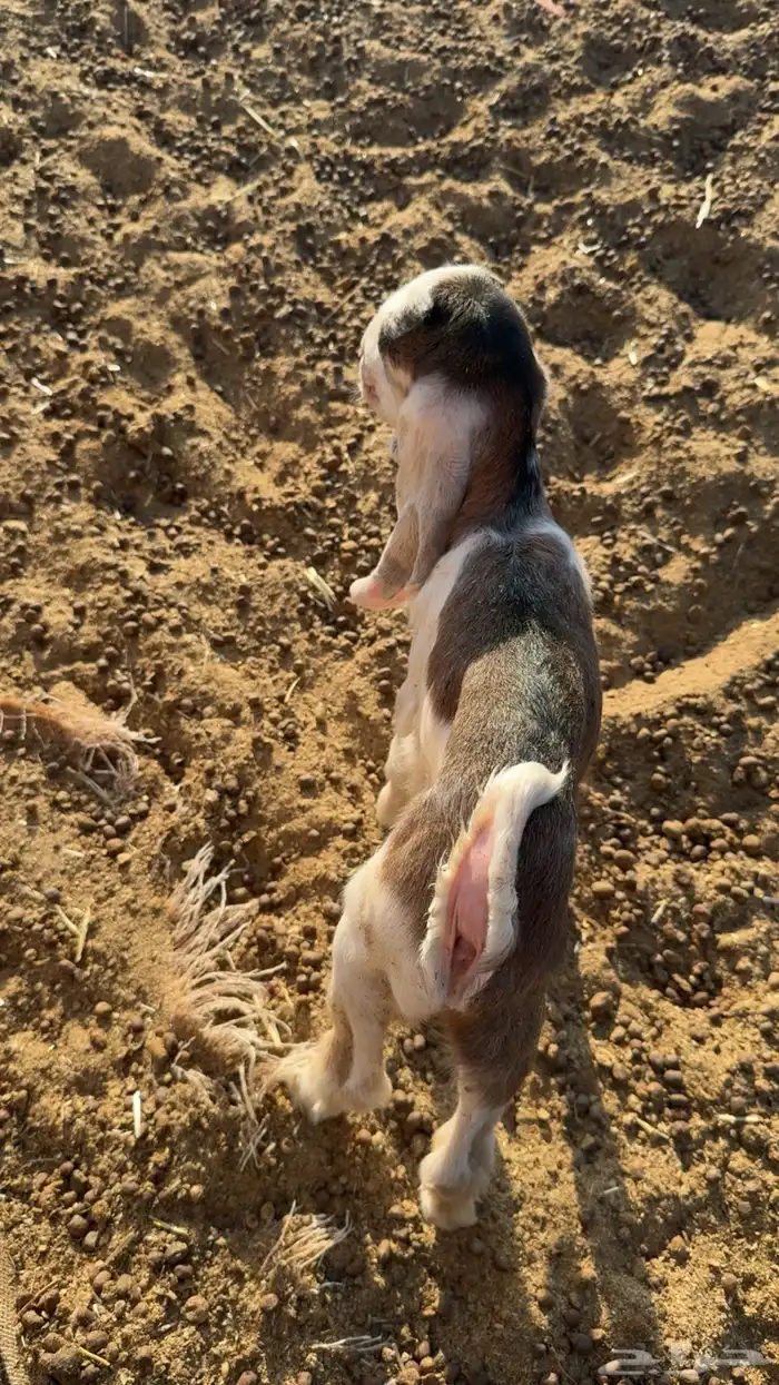 تيس عمره ثلاة ايام يدغر اي عنز 2