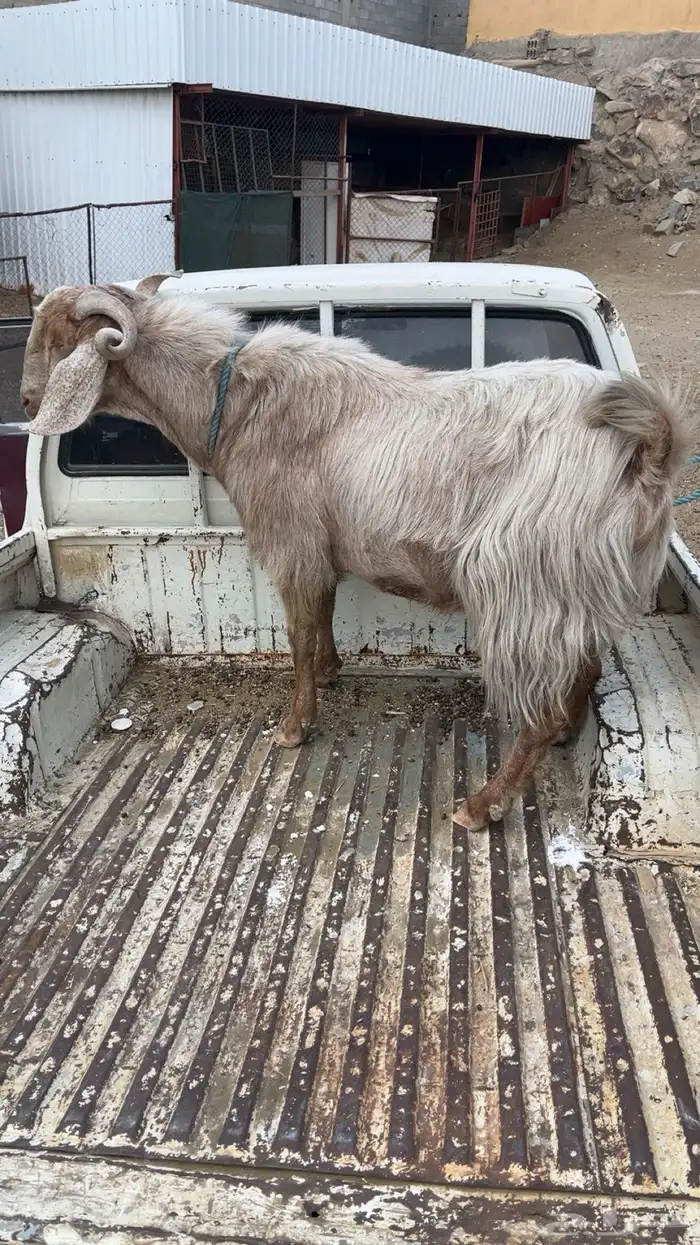 للبيع تيس فحل كفوا كفوا 1