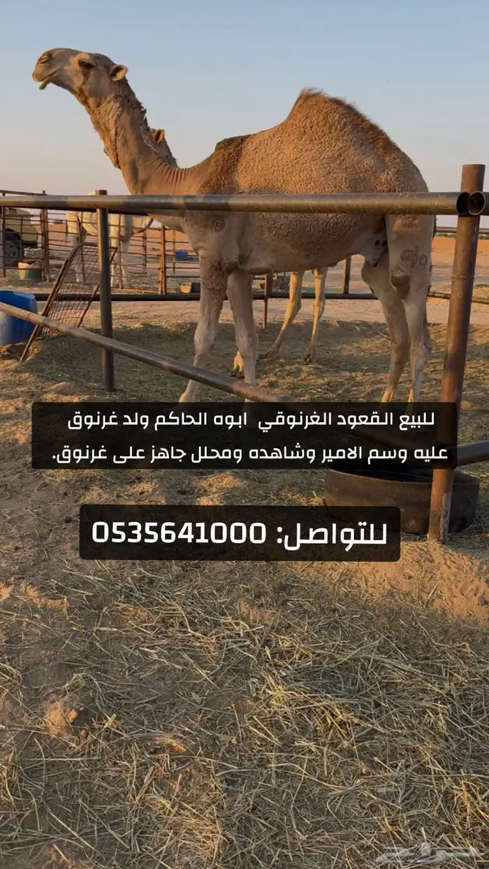 للبيع القعود الغرنوقي 0