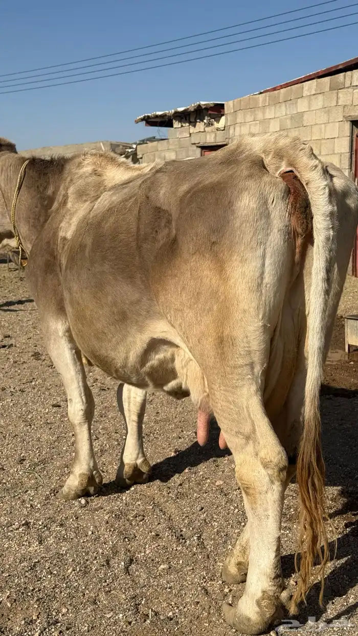 بقرة المانية للبيع 0