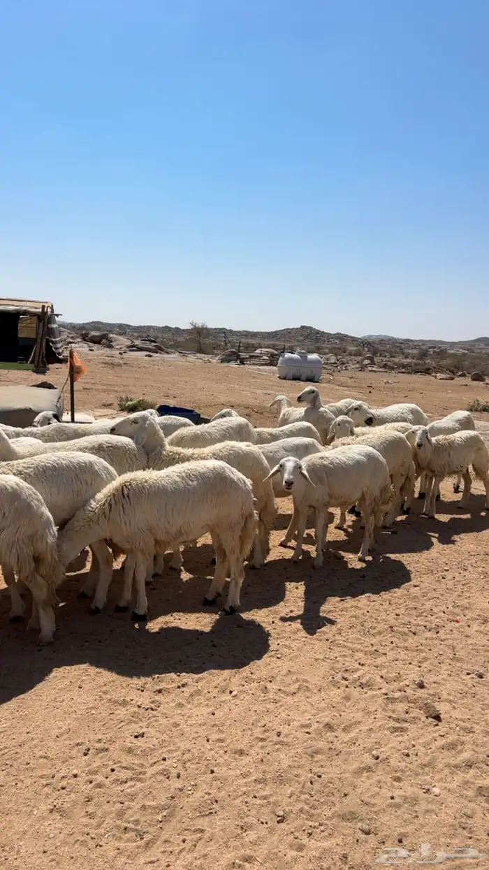 غنم. مقاني 2