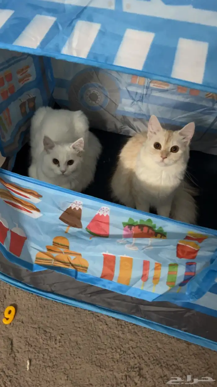 قط شيرازي ابيض للبيع 0