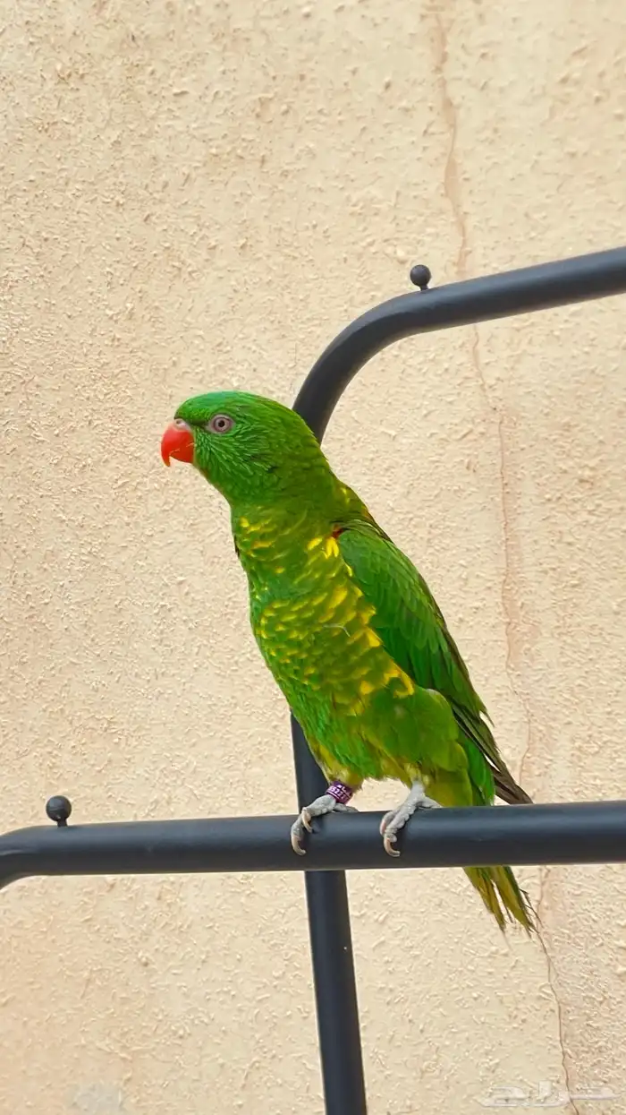 لوري سكالي 1