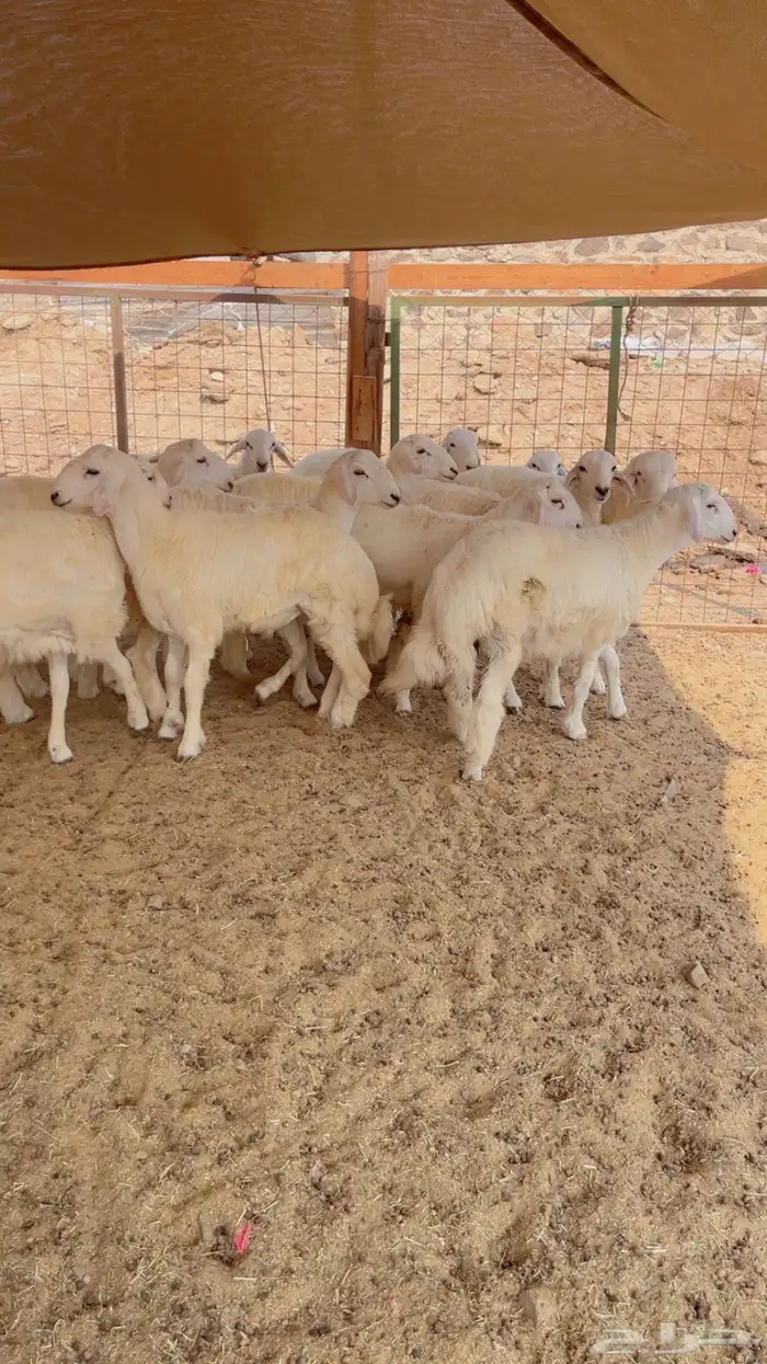 طليان حريات 1