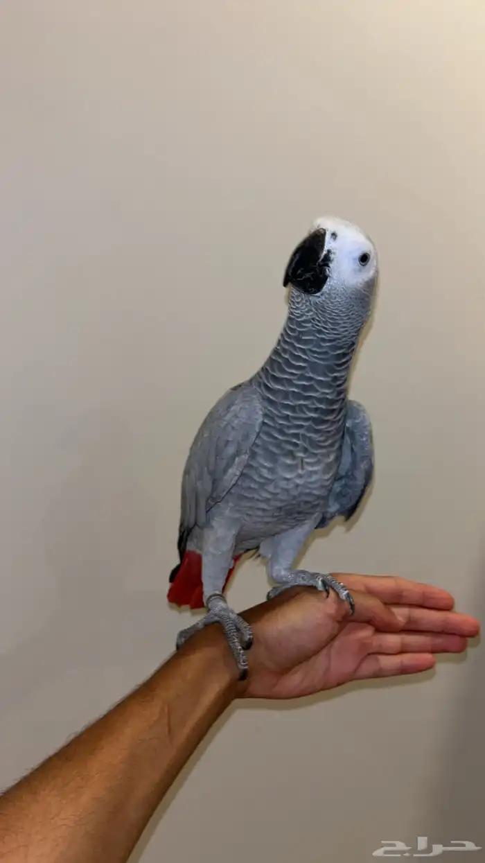 بغبغاء للبيع 0