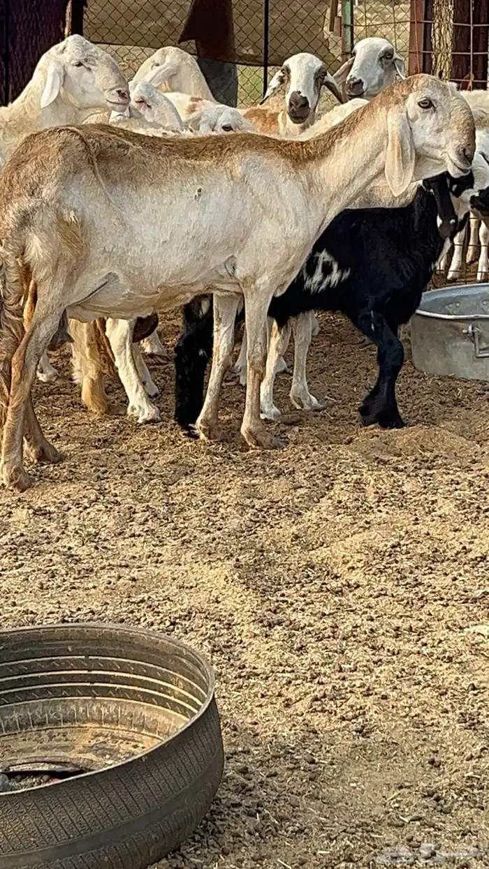 نعجه درمانيه صنف 0