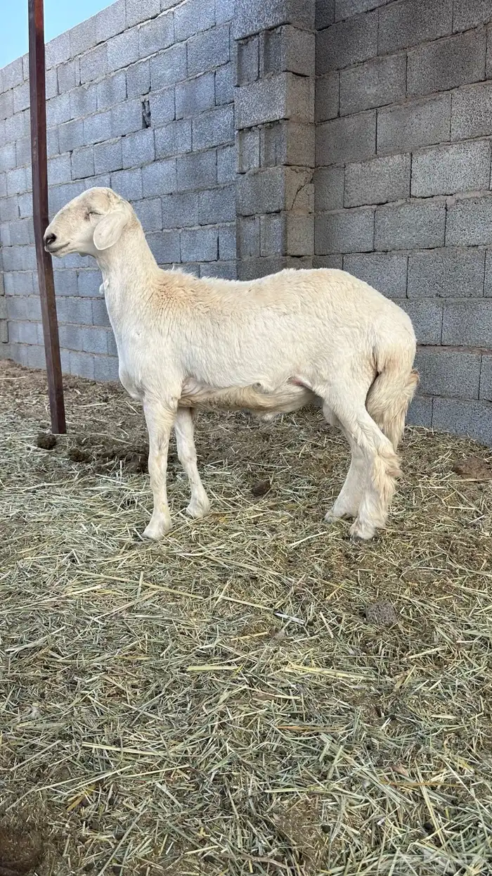 طلي حري ذبيحه للبيع 1