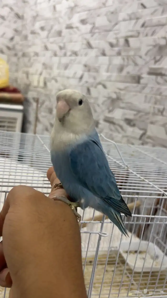 للبيع روز اليف متكلم الي توقف عليه سومه نصيبه 0