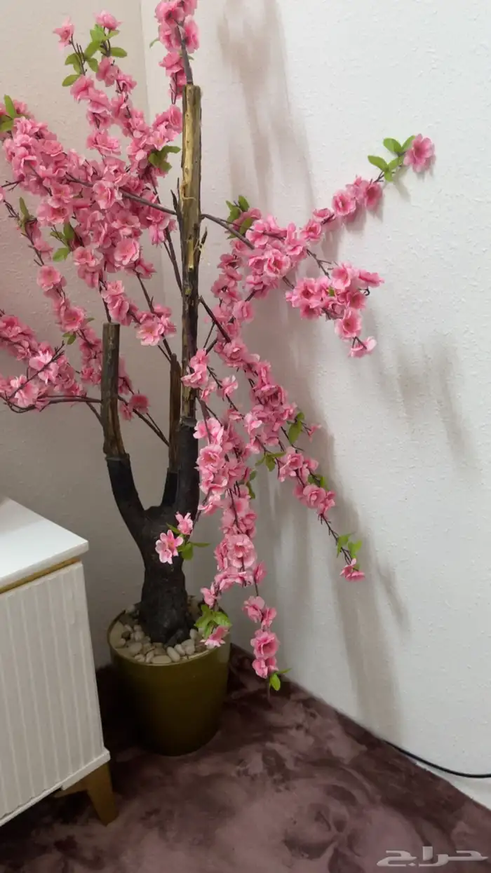 شجرتين الحبه ب50 0