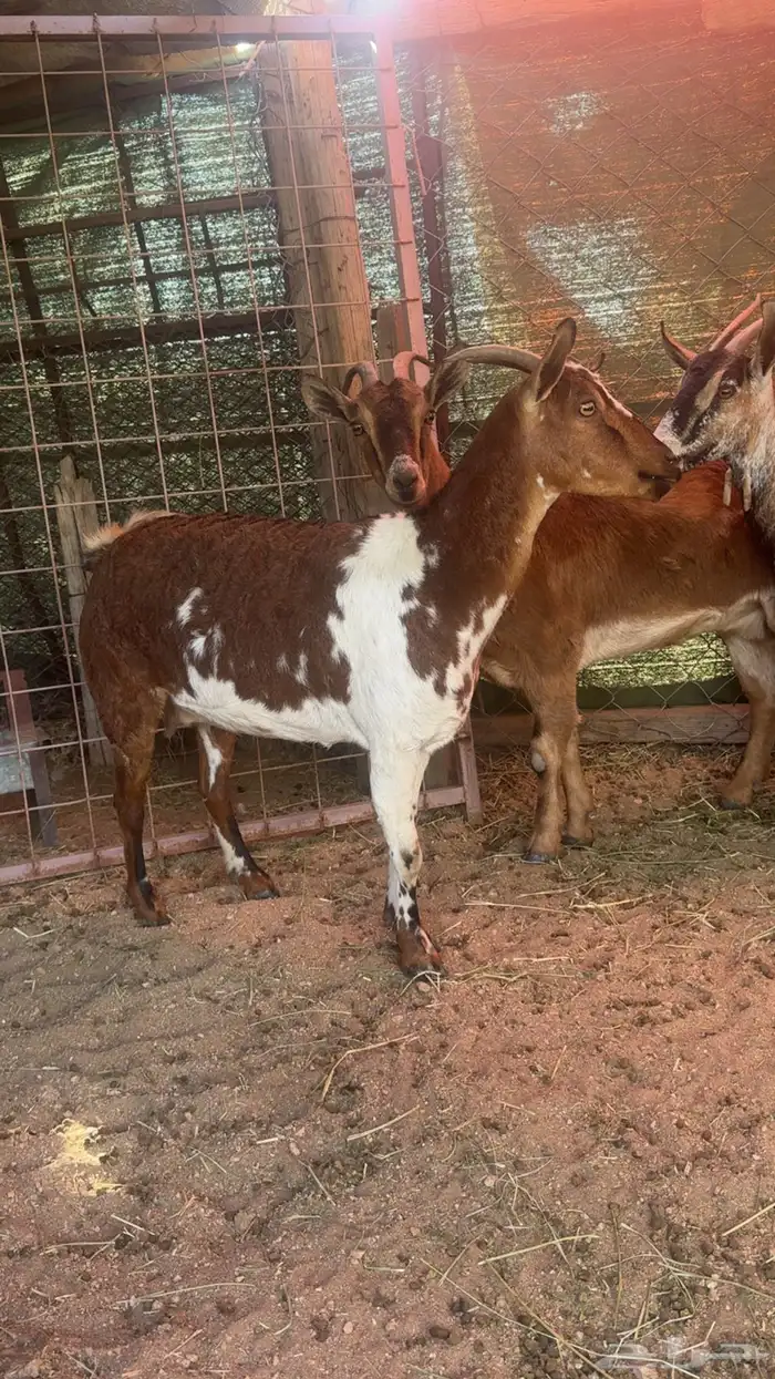 معزا دفيع العدد 4 1