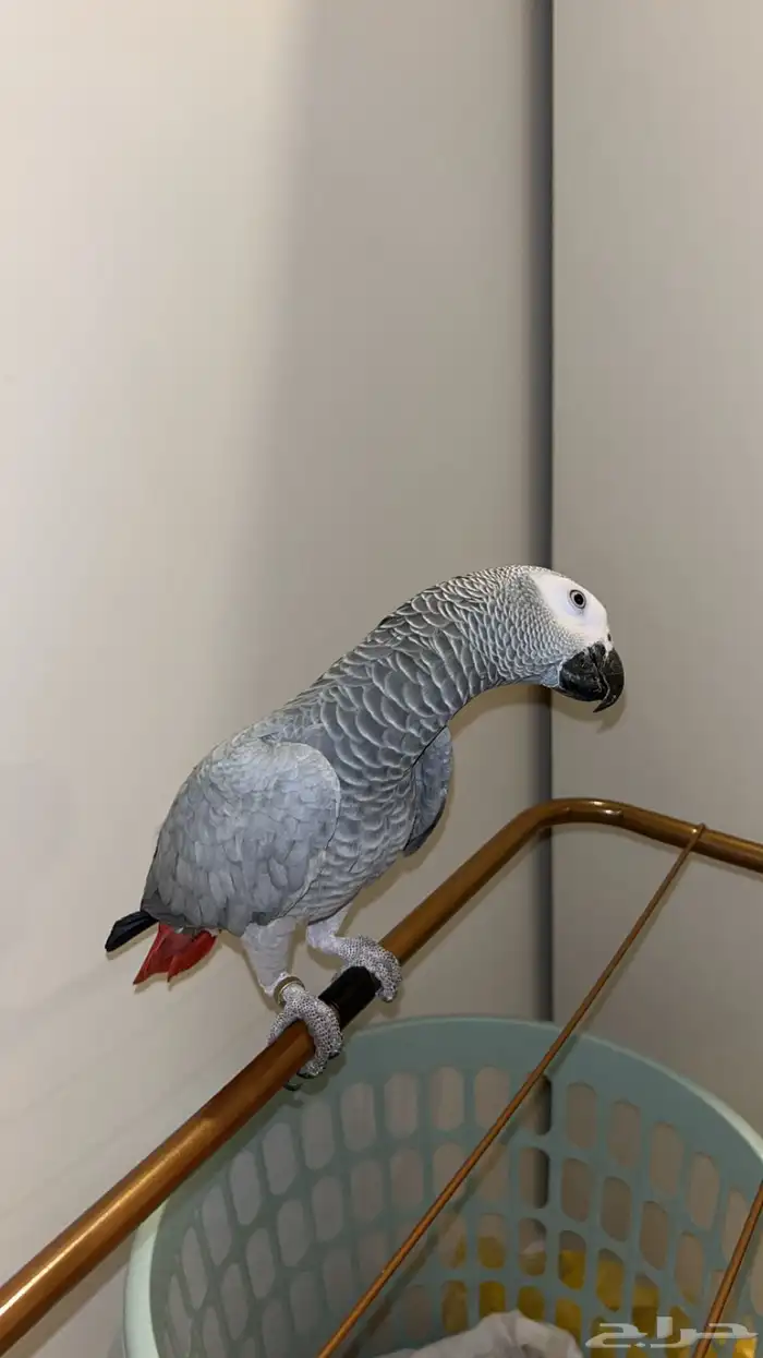 بغبغاء للبيع 1