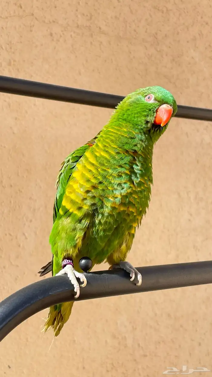 لوري سكالي 2