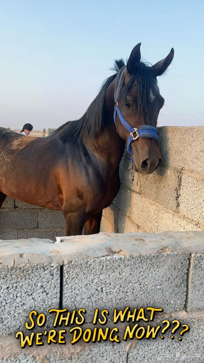 حصان البيع العمر سبع سنوات الطول 152 الحصان طرب حار 1