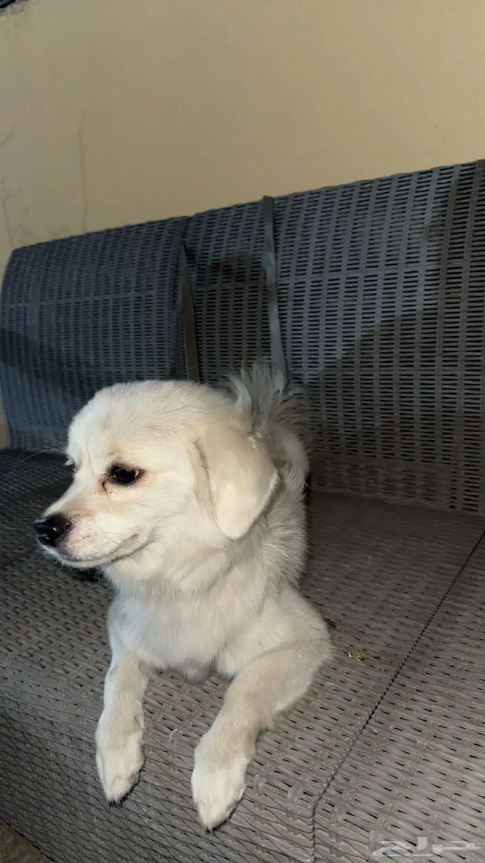 كلب شيواوا 0