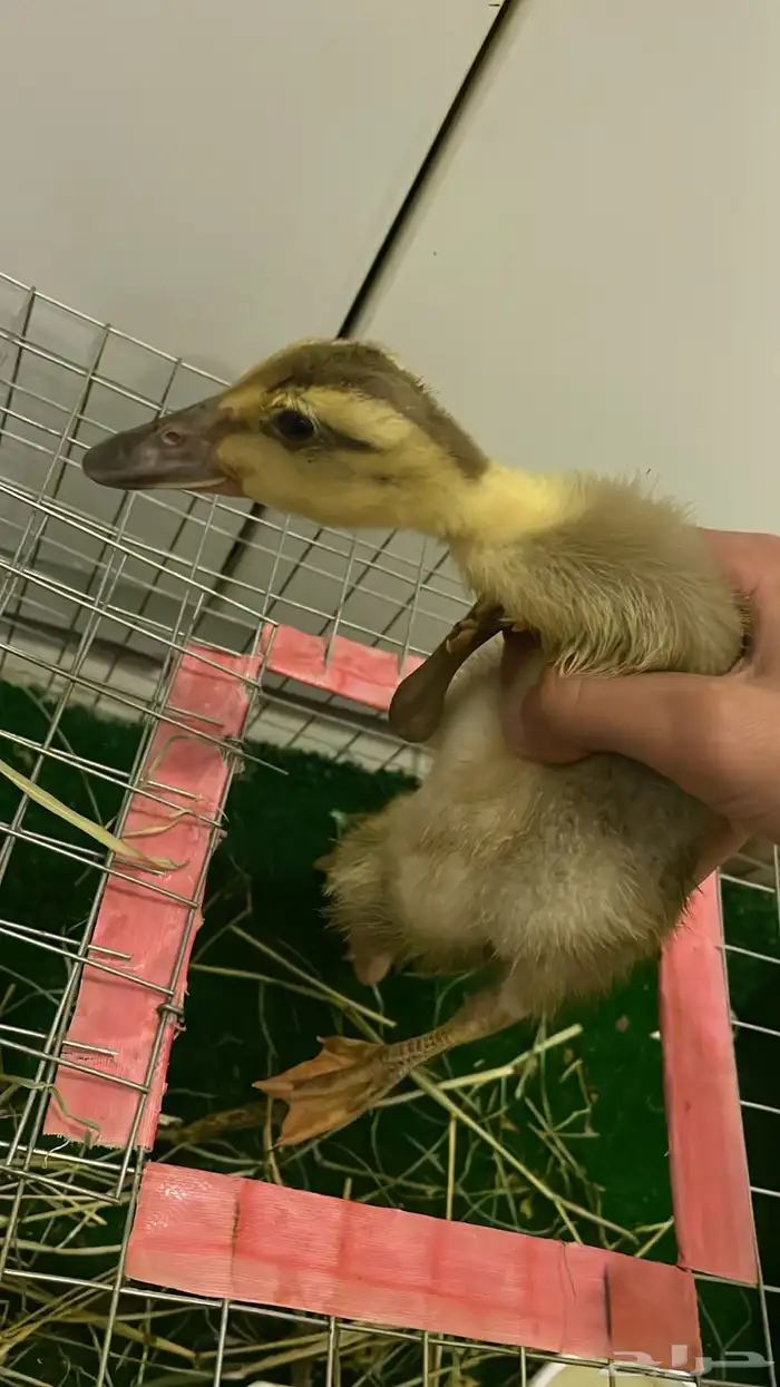 متوفر فروخ بط او صوص للبيع 2 اعمارها من اسبوعين الي شهر 20 1