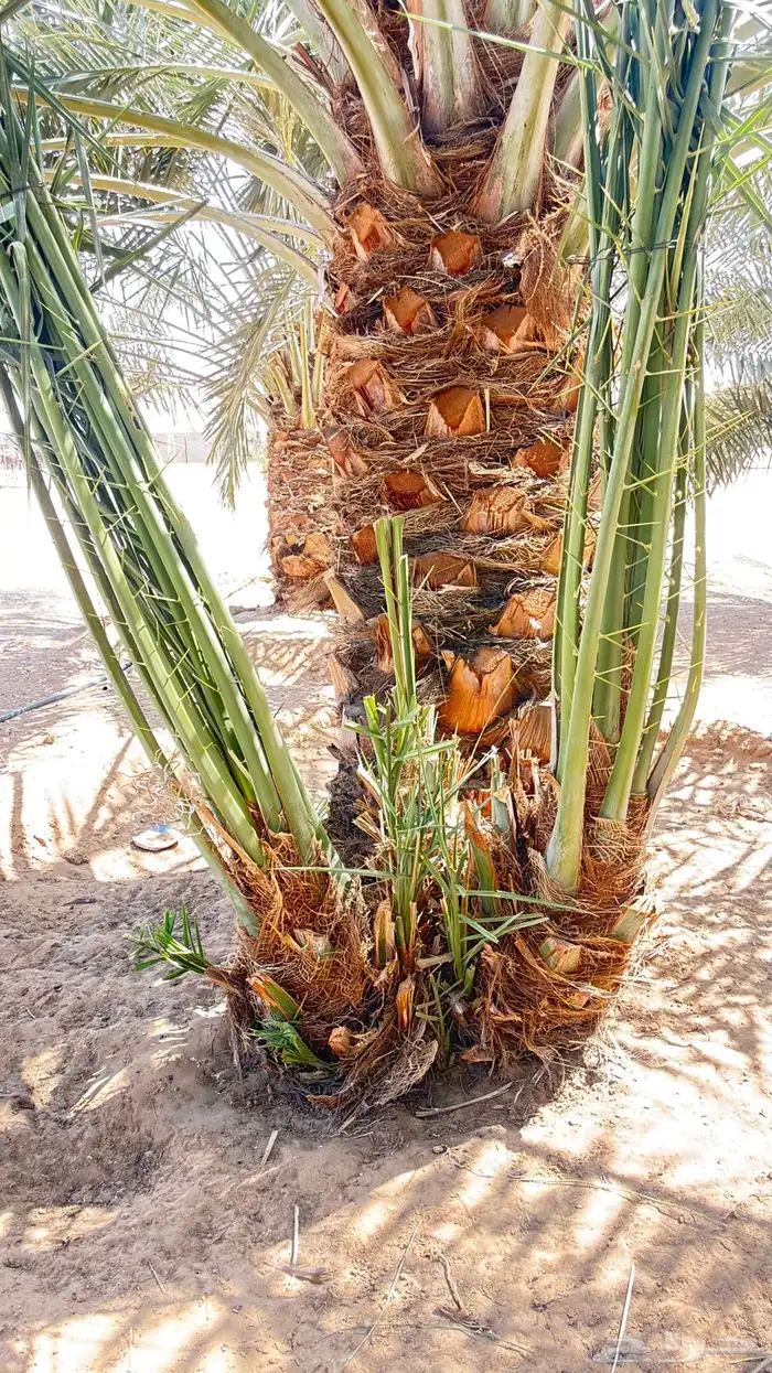 فسايل خلاص نجران 1