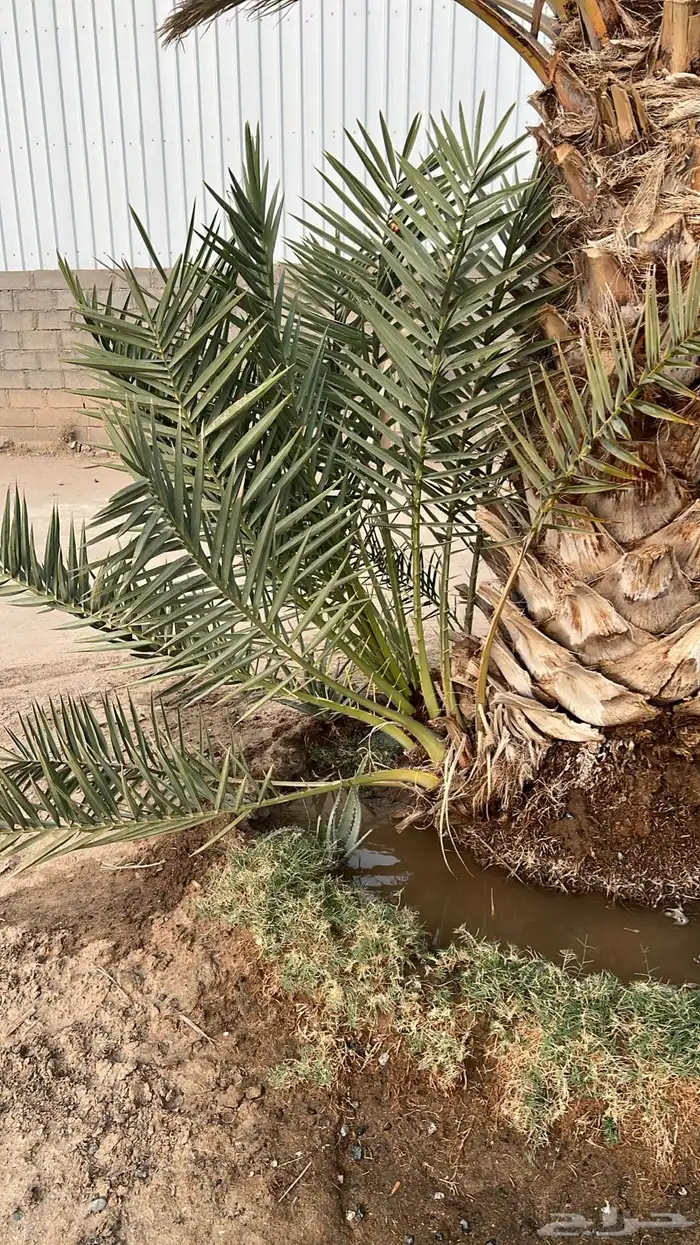 جثايث للبيع مقفزي وشكل وبديره وحمراء عميق وحمراء حصان وخلعه 0