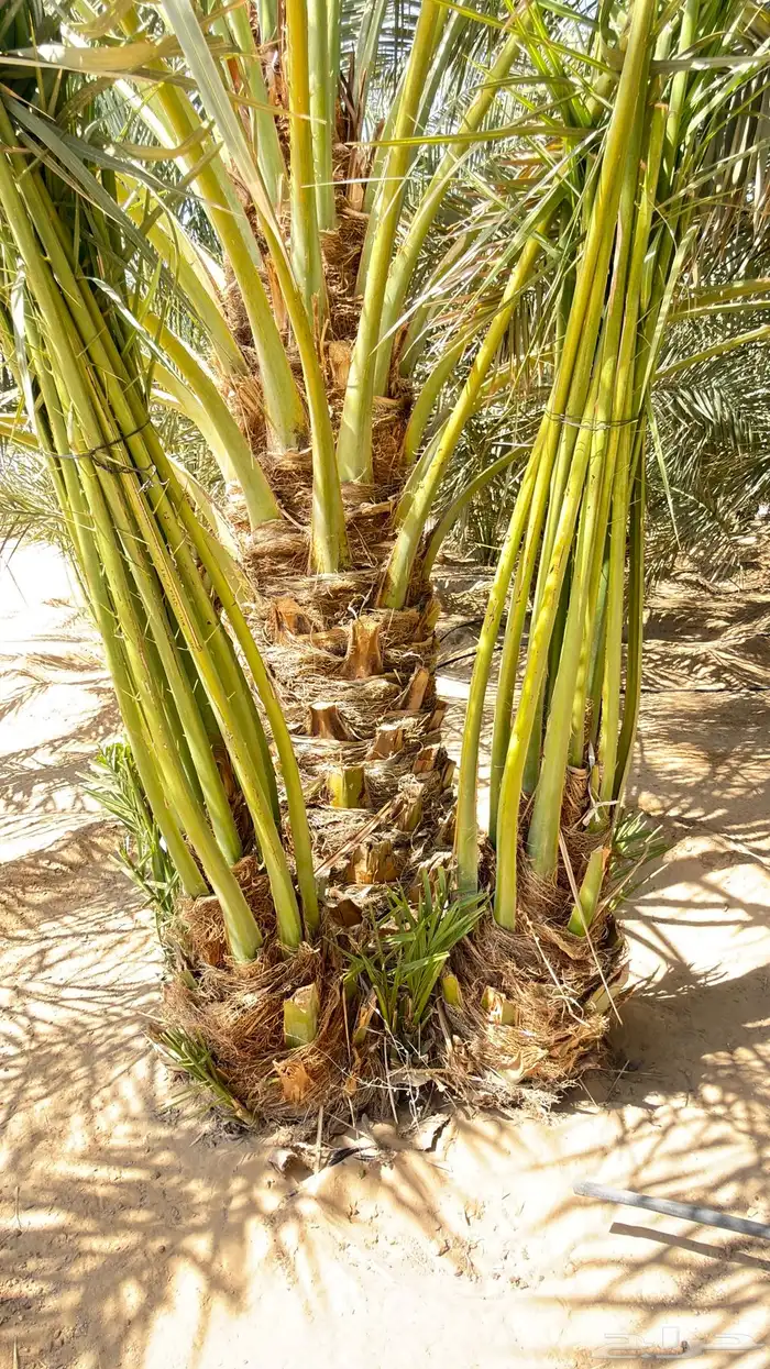 فسايل خلاص نجران 4