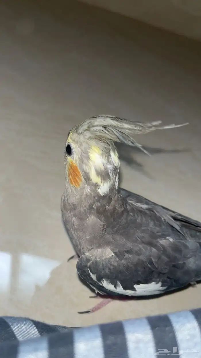 كروان انثى للانتاج 2