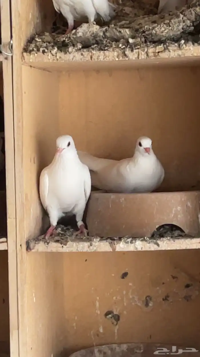 جوز صنعاني 1