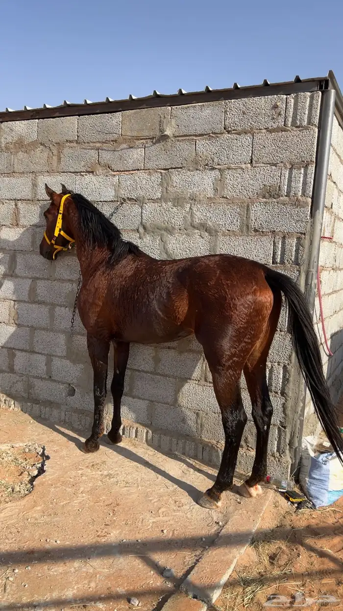 حصان شعبي كفو 1