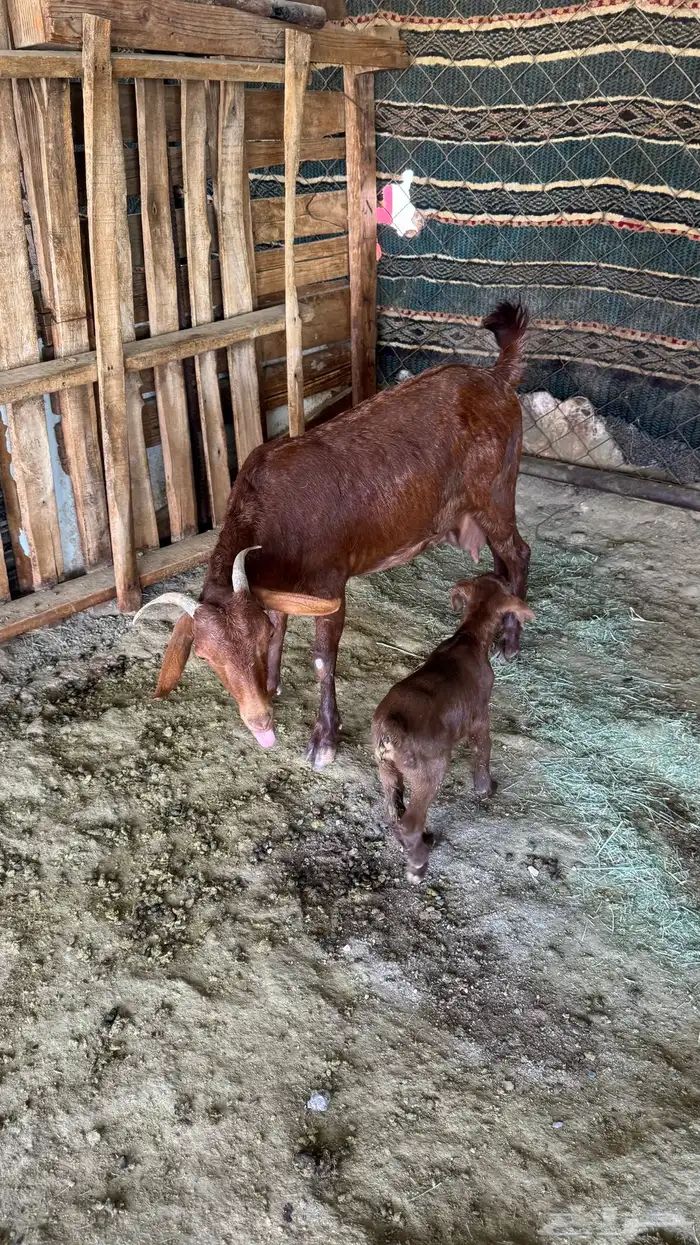 للبيع عنز عليها تيس 4