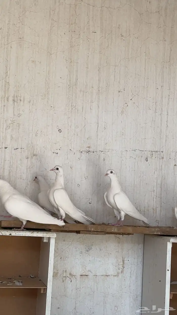 جوز صنعاني 5