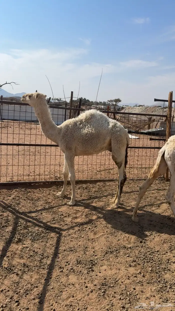 قعدان للبيع 0