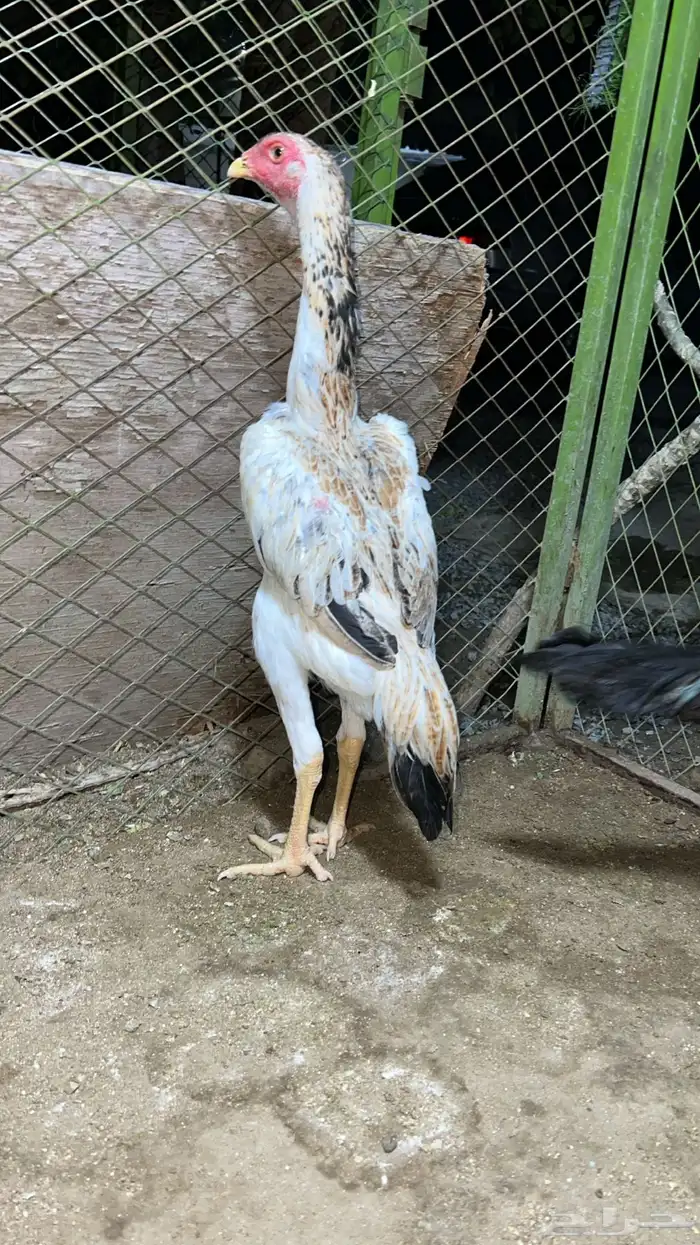 جوز شامو ياباني دم ابو هنوف 2