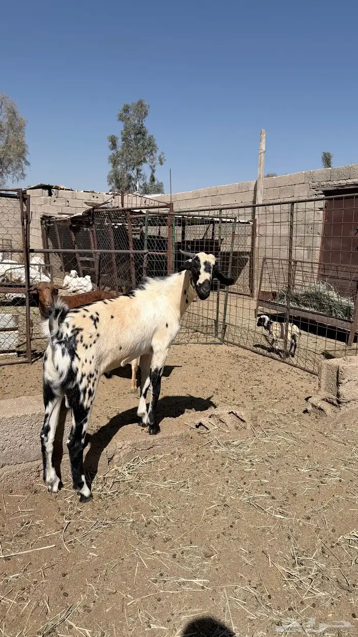 تيس فحل بيشي 3