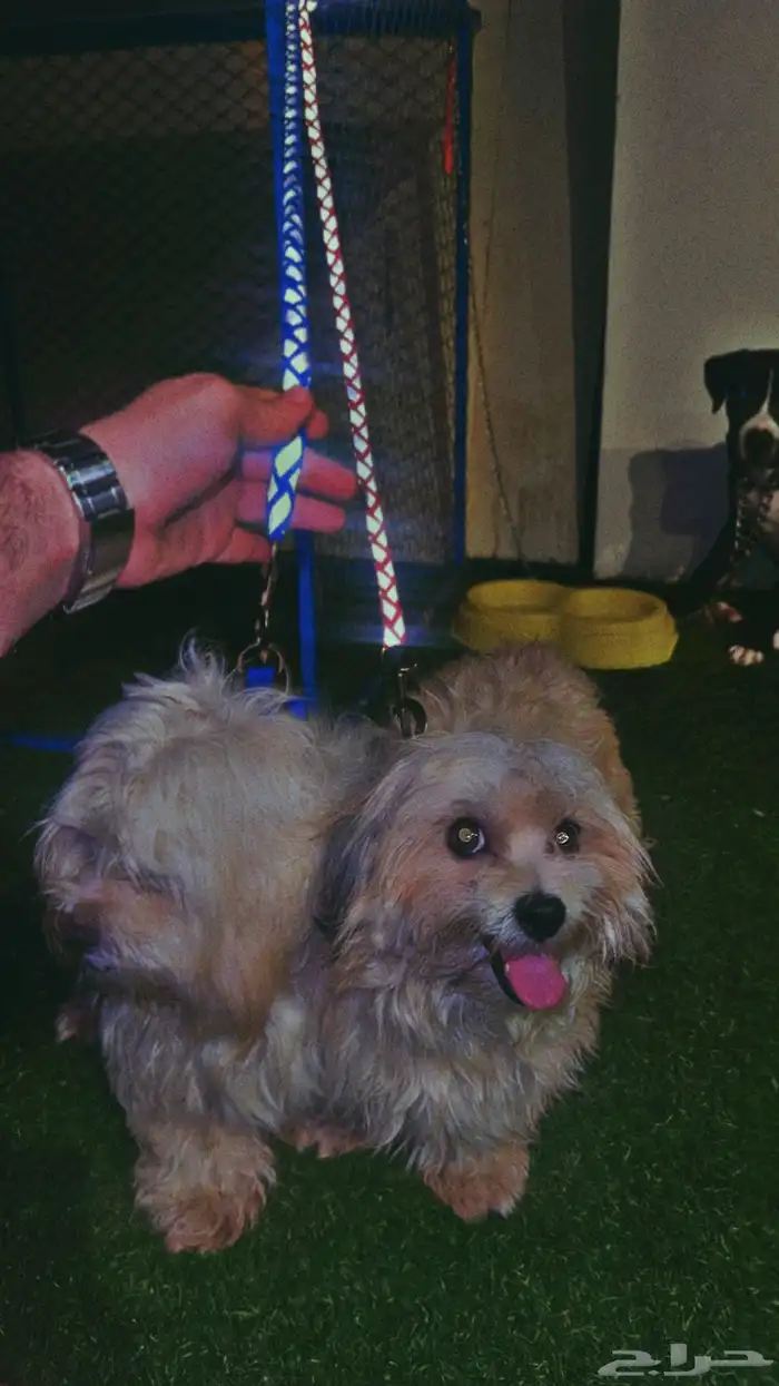 كلبين مالتيز بكج أنثى وذكر 3