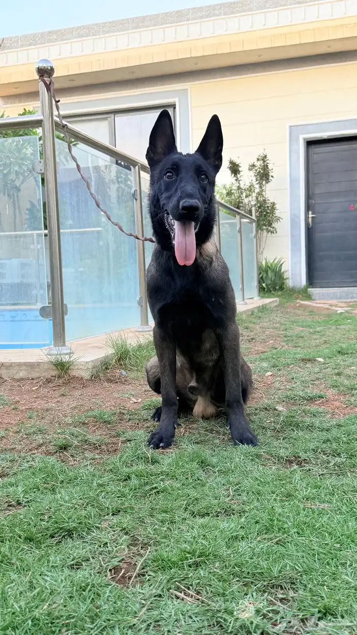 كلاب مالينو 6