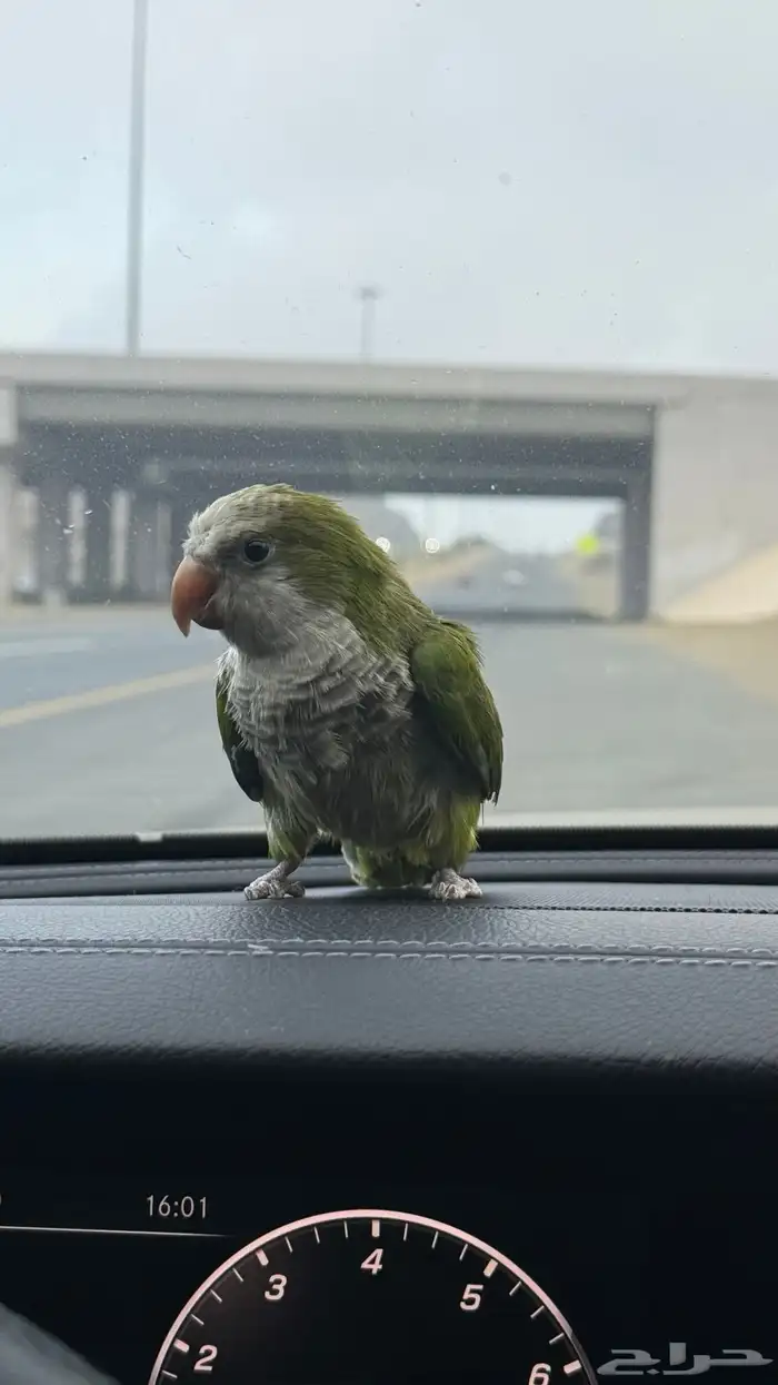 ببغاء كويكر 0