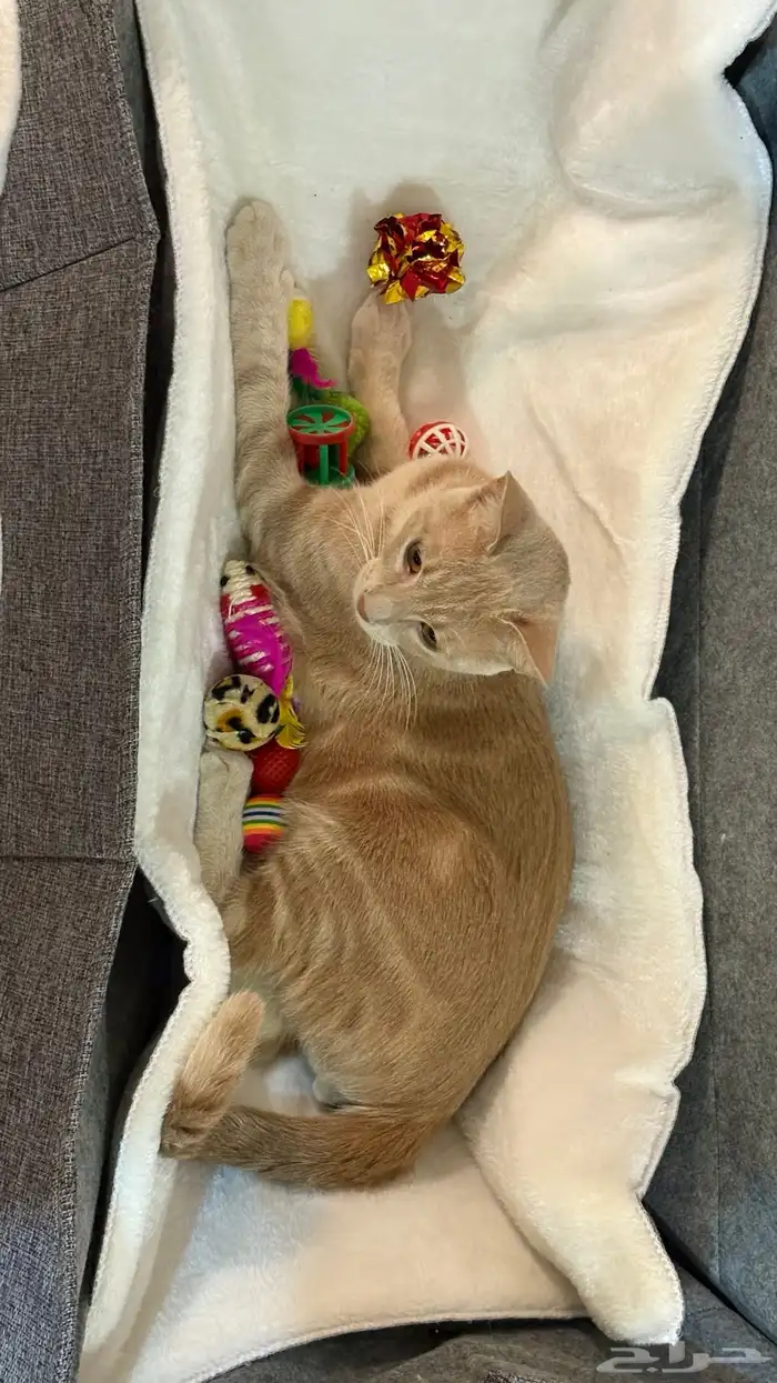 قط معقم للتبني 2