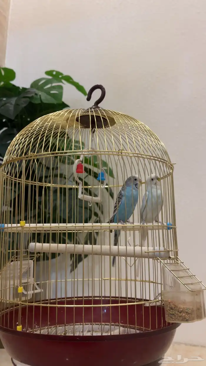 طيور حب زوج 1