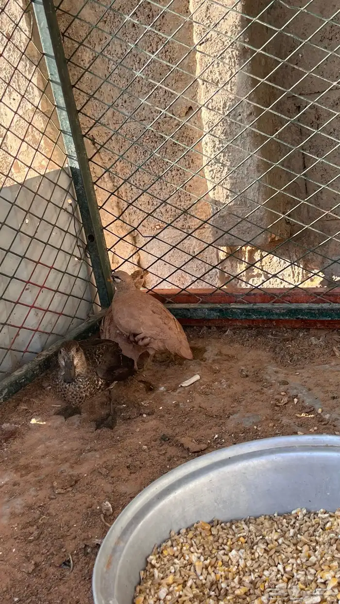 بط نحم شتوي 1