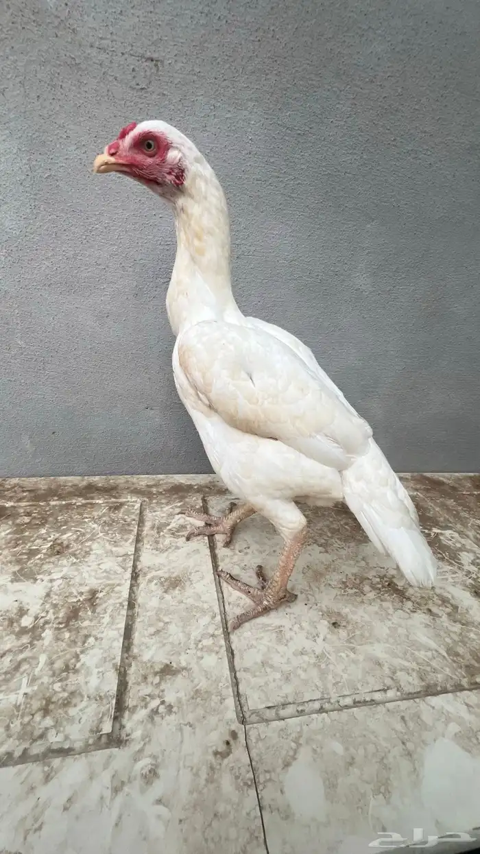 دجاجه سندي 0