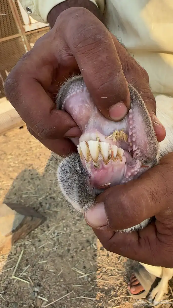 عنز يتبعها تيس 0