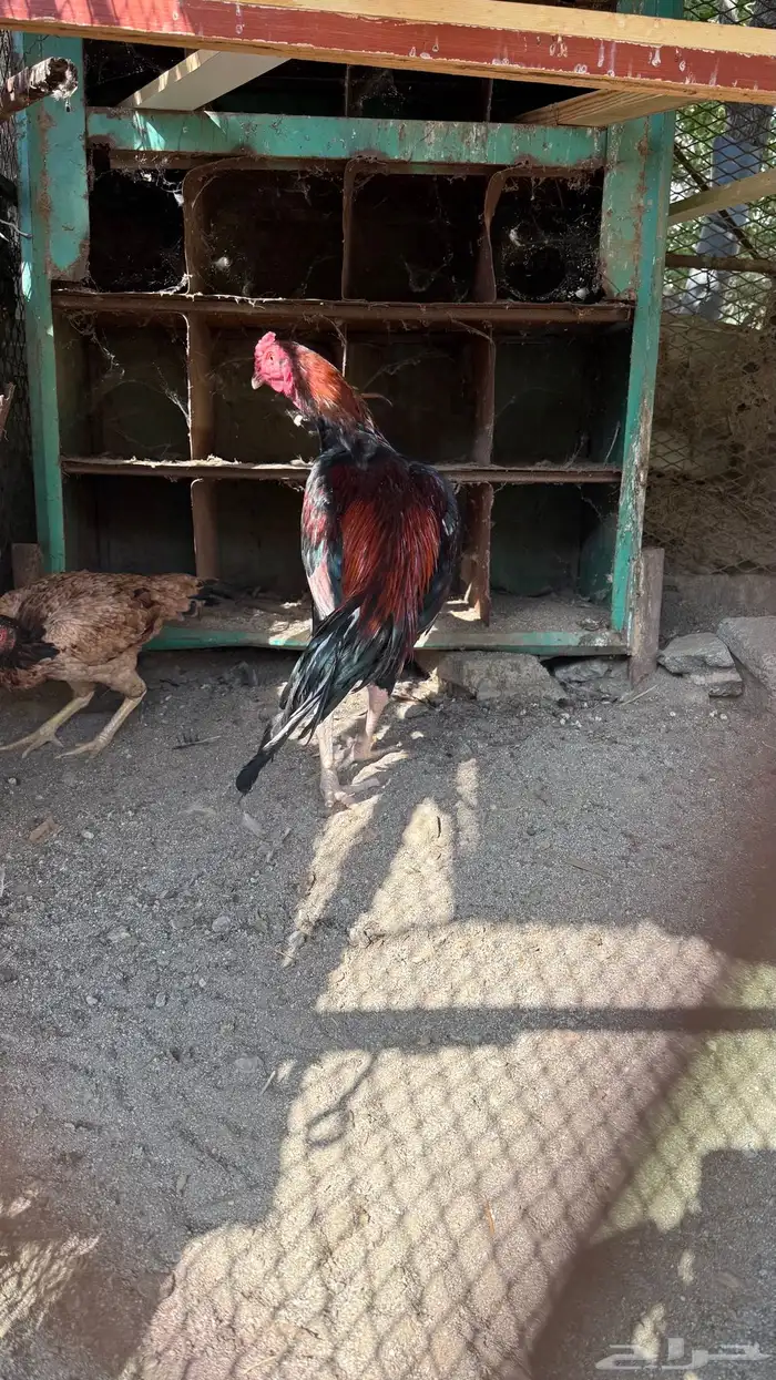 ديك باكستاني - سندي 3