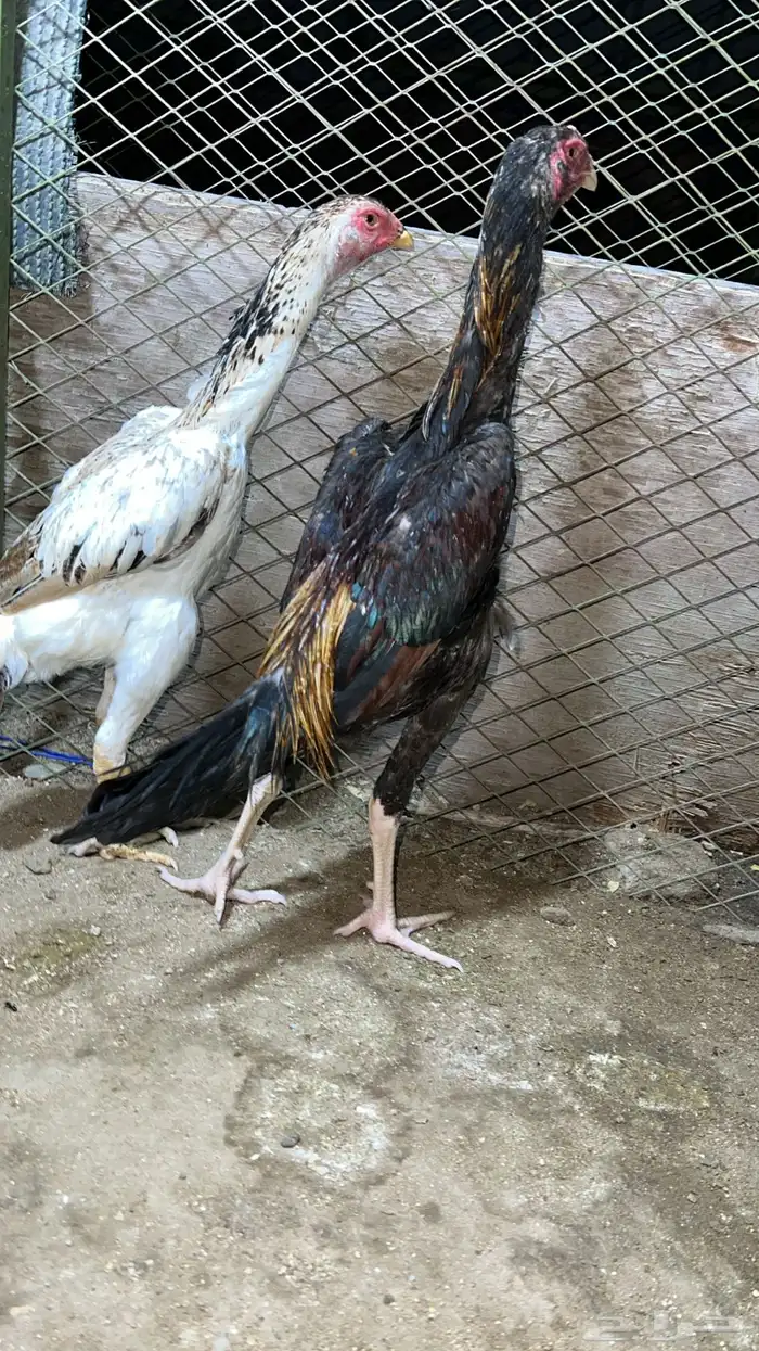 جوز شامو ياباني دم ابو هنوف 1