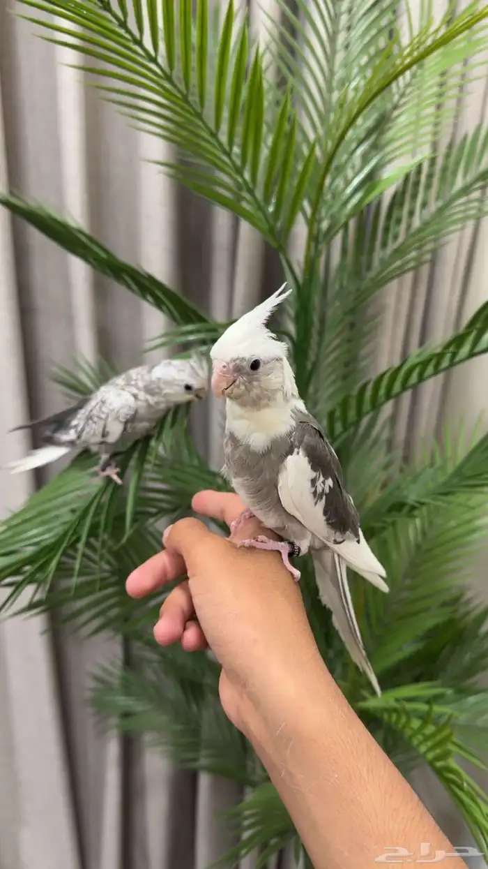 فرخ كروان اليف للبيع 0