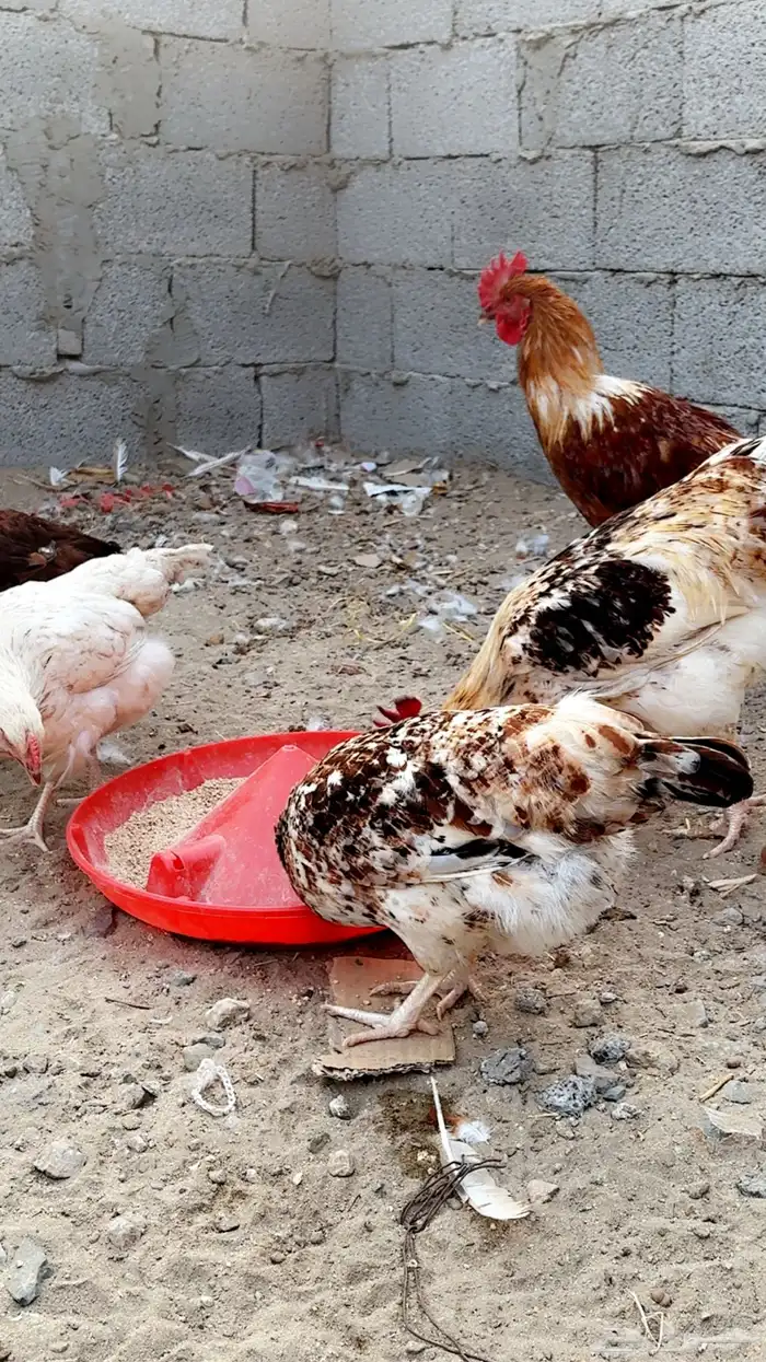 دجاج لوهمان بياض وبيض مخصب 6