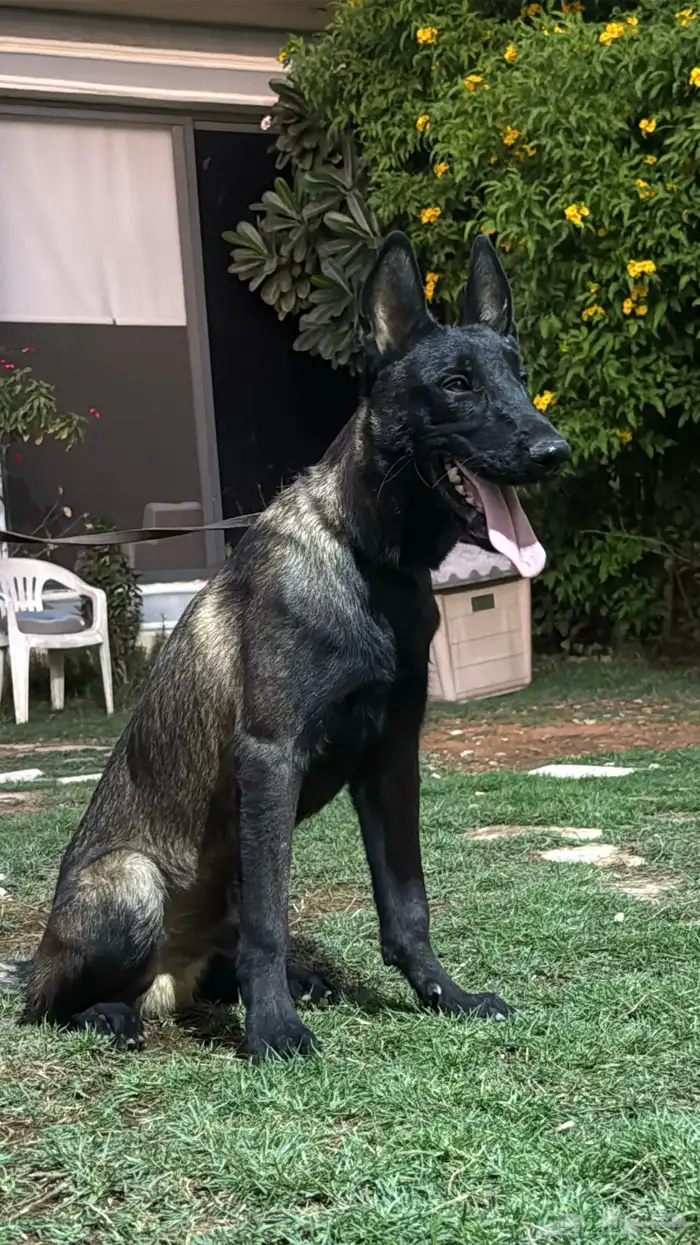 كلاب مالينو 2