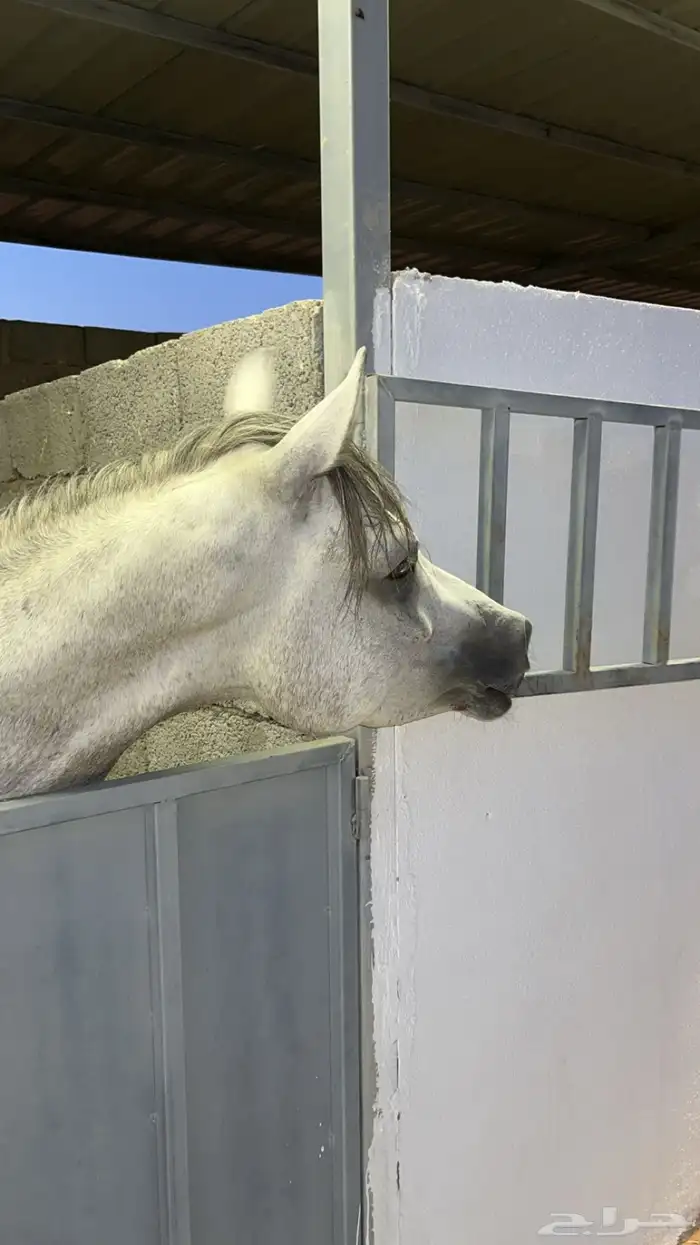 حصان شعبي جمرره للبيع 1