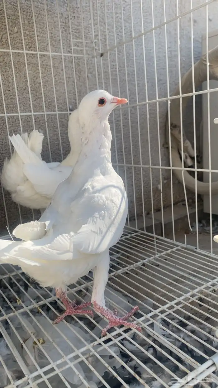 مالتيز جوز بفرخه 3