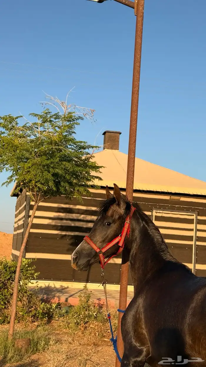 مهره عربيه شعبيه 2