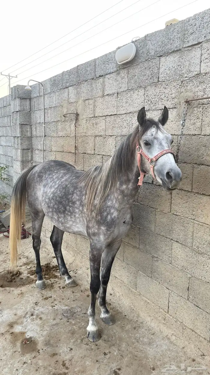 للبيع فحل عربي أصيل   نجم 6