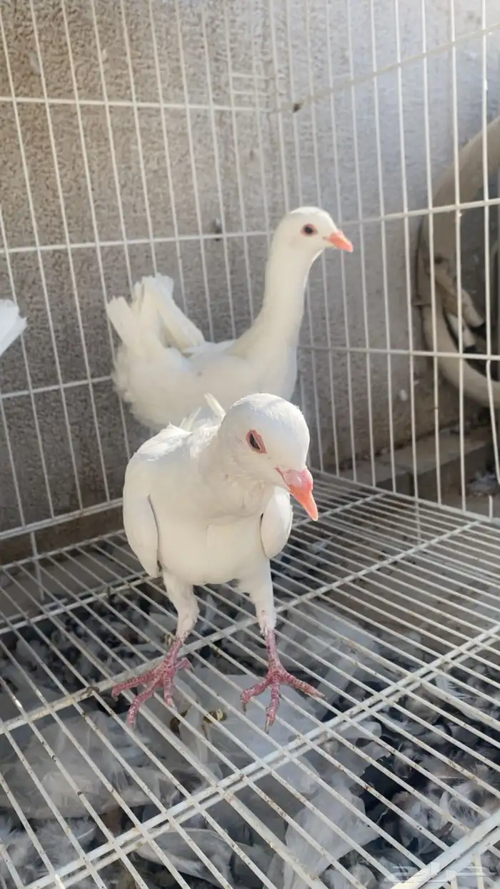 مالتيز جوز بفرخه 2